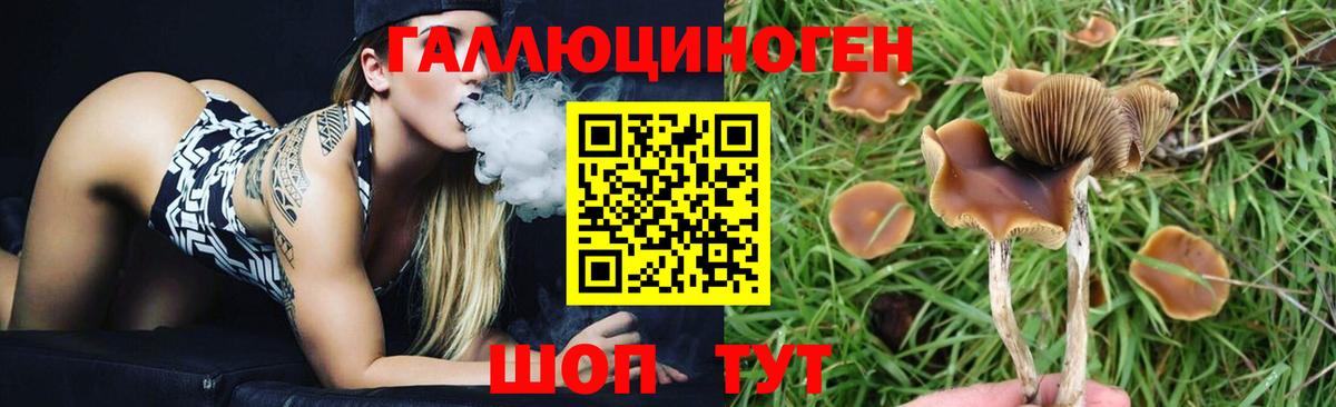 Галлюциногенные грибы Psilocybe Куйбышев